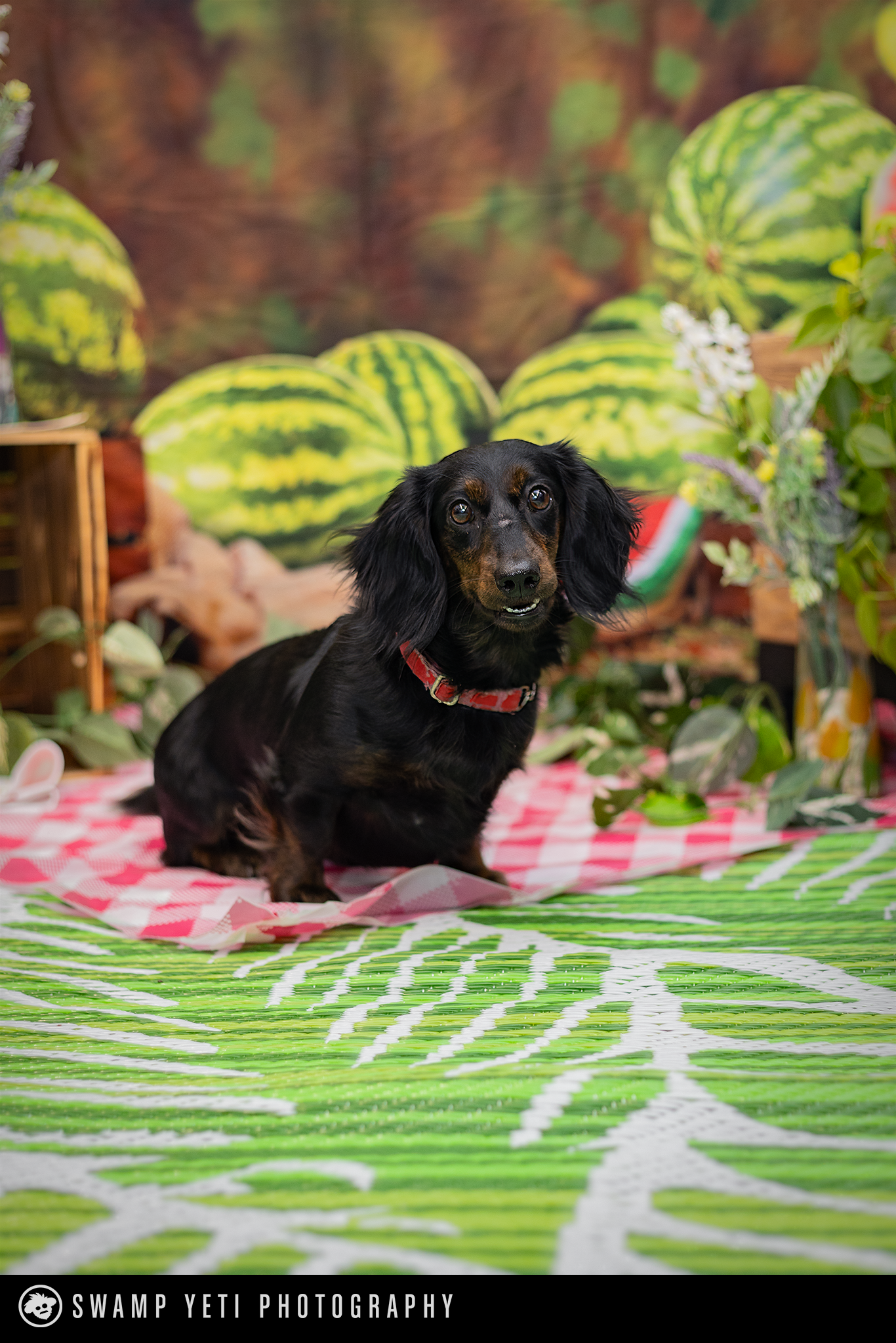 Pet Photography This Saturday 10-3 at our Paws for a Cause Event